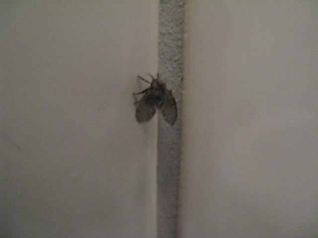 Picture for question