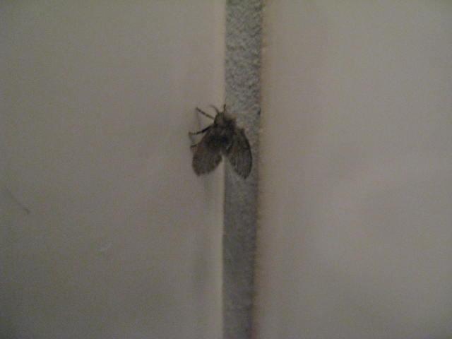 Picture for question