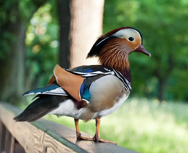 Picture for question