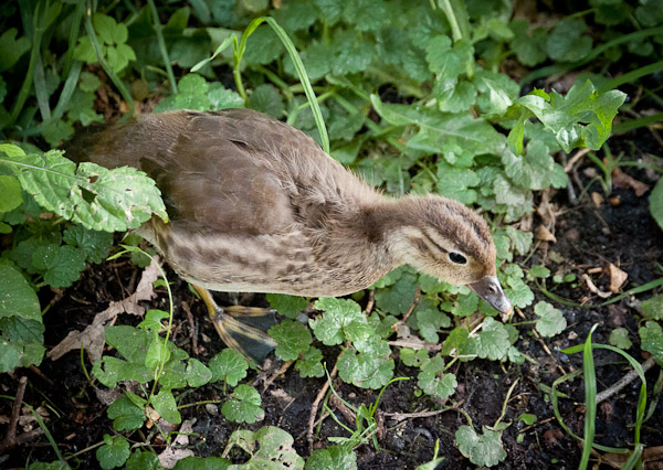 Picture for question