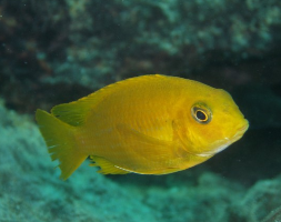 Plaatje bij antwoord