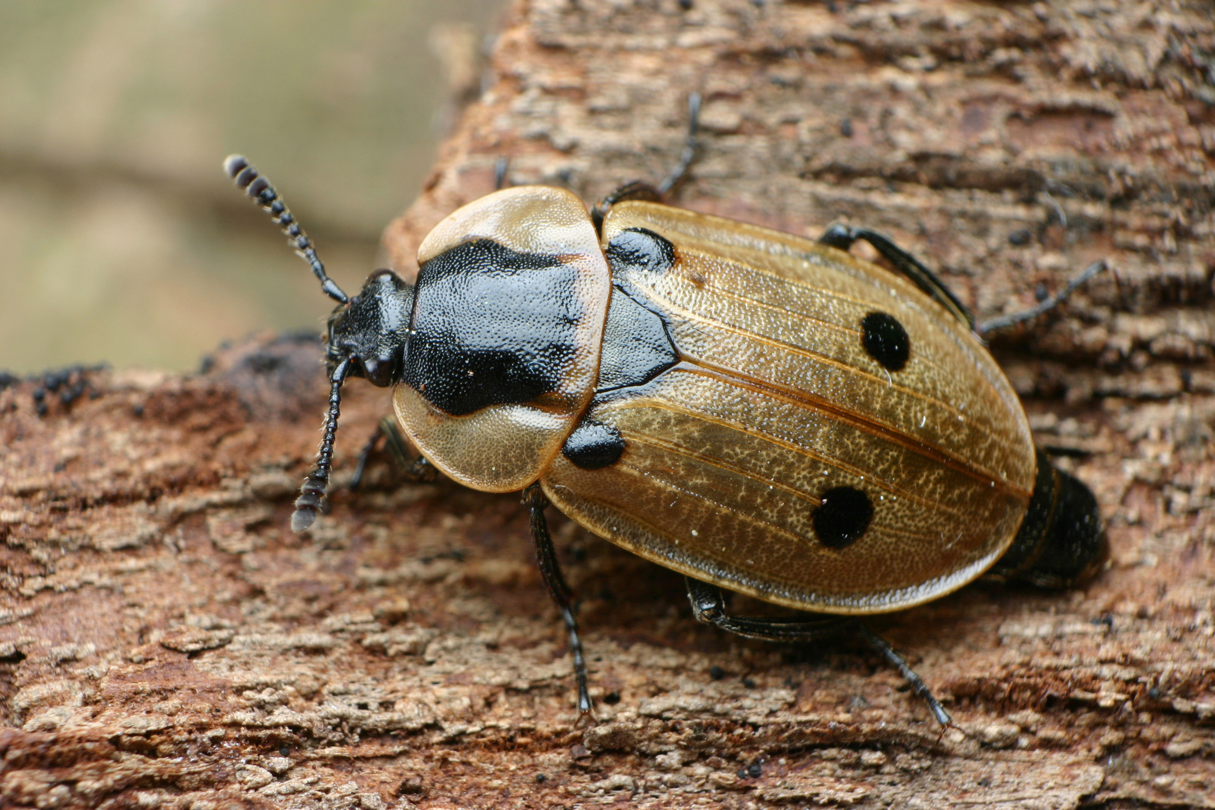Plaatje bij antwoord
