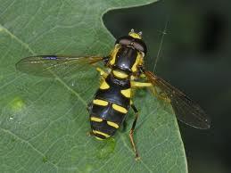 Plaatje bij antwoord