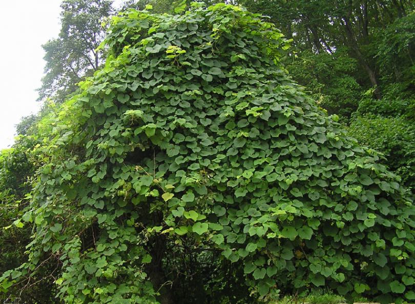 Plaatje bij antwoord