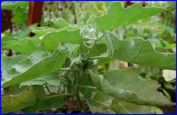 Plaatje bij antwoord