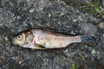 Picture for question