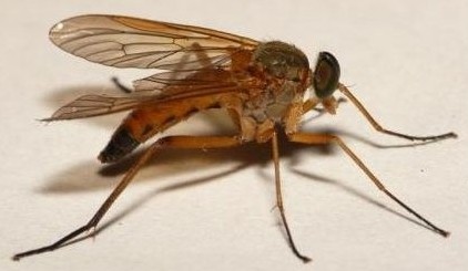 Plaatje bij antwoord