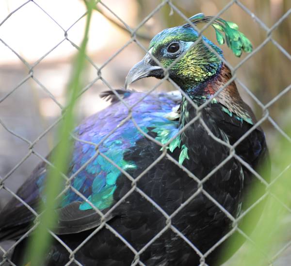 Picture for question