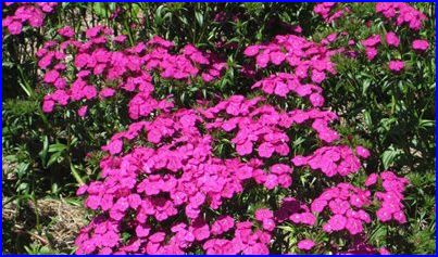 Plaatje bij antwoord