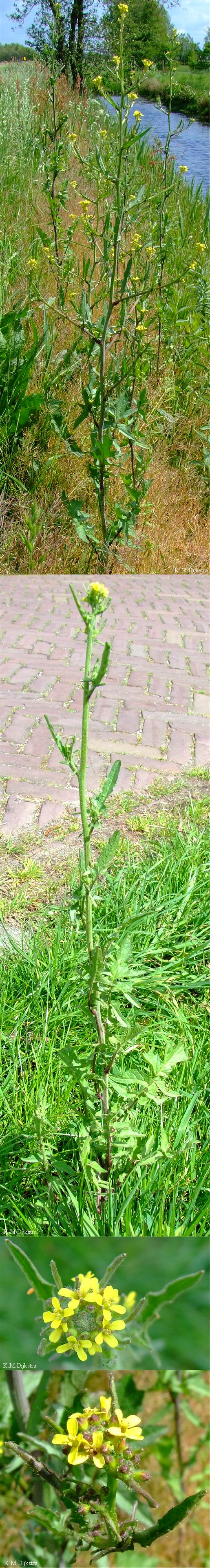 Plaatje bij antwoord