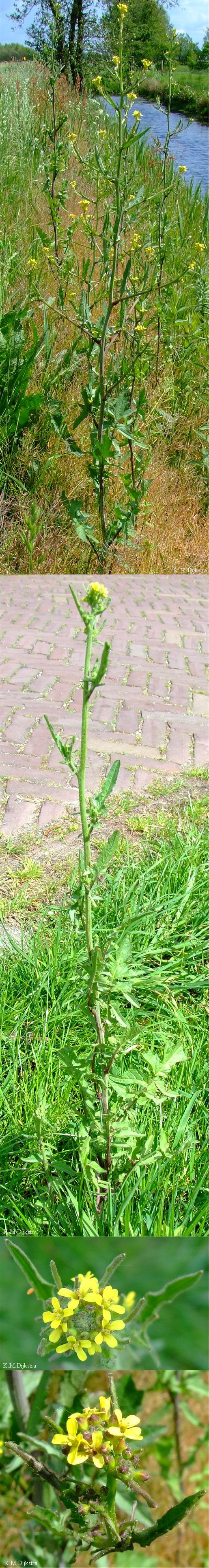 Plaatje bij antwoord