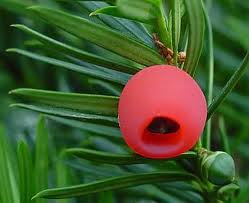 Plaatje bij antwoord