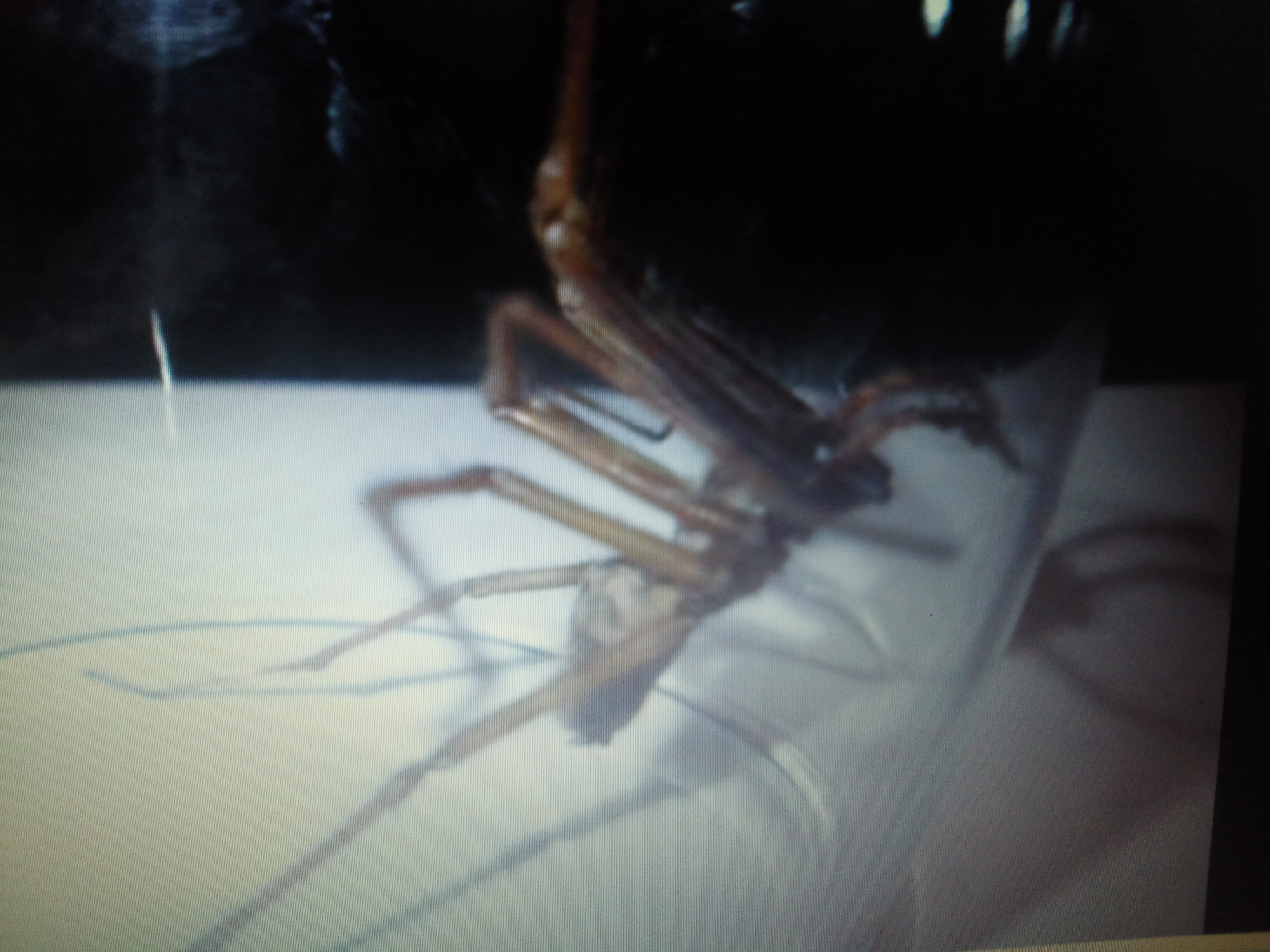 Wat voor spin is dit? GoeieVraag Wat voor spin is dit? GoeieVraag