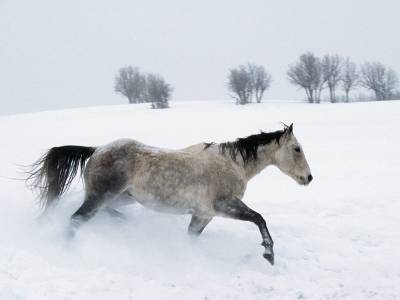 Picture for question