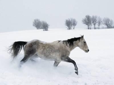 Picture for question