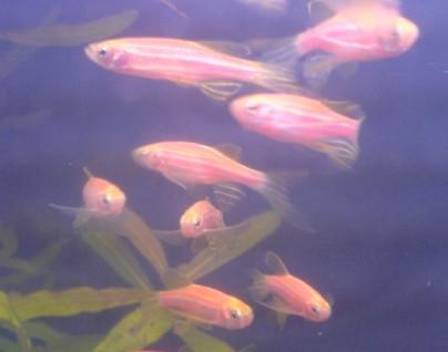 Plaatje bij antwoord