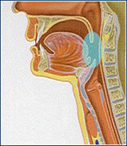 Plaatje bij antwoord