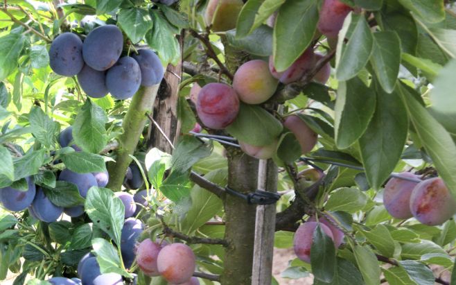 Plaatje bij antwoord