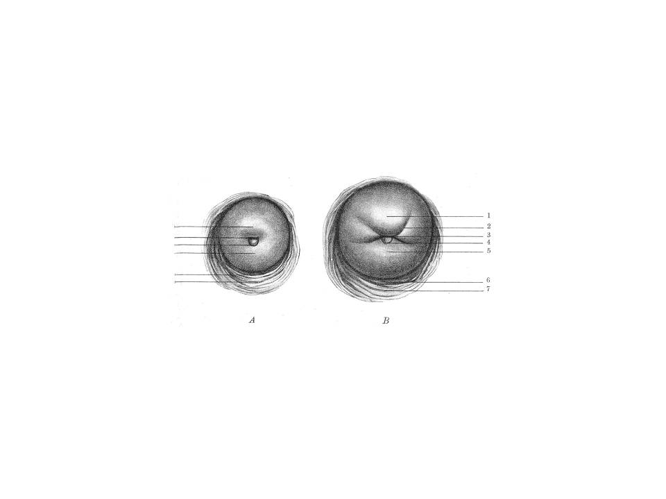 Plaatje bij antwoord