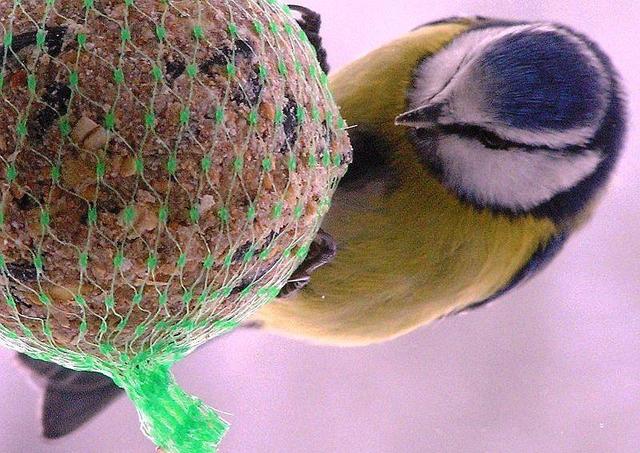 Picture for question