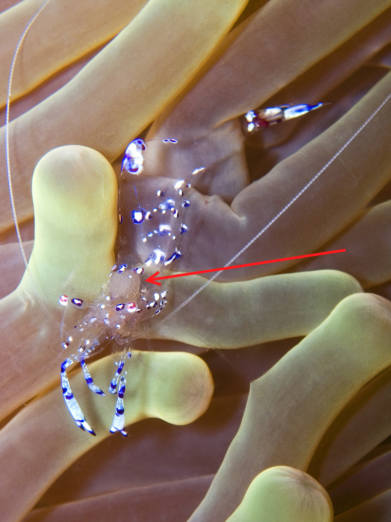 Plaatje bij antwoord