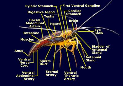 Plaatje bij antwoord