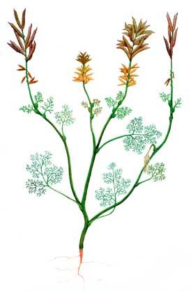 Plaatje bij antwoord