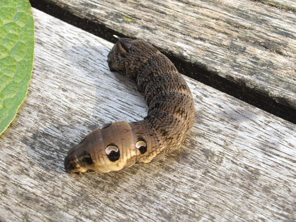 Plaatje bij antwoord