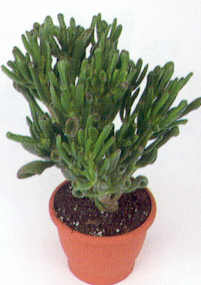 Plaatje bij antwoord