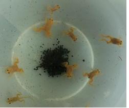 Plaatje bij antwoord