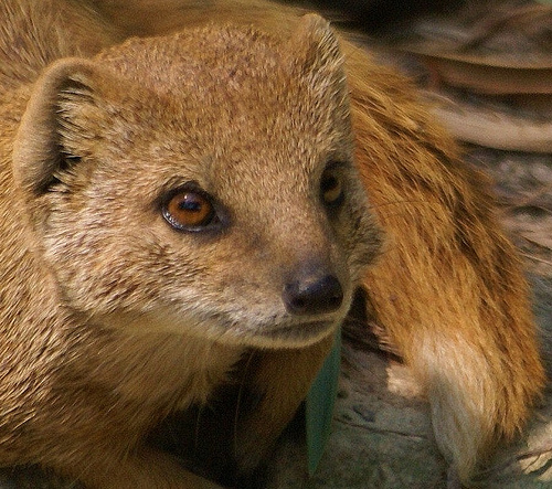 Plaatje bij antwoord