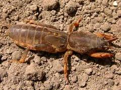 Plaatje bij antwoord