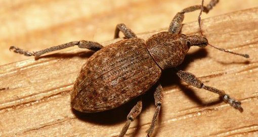 Plaatje bij antwoord