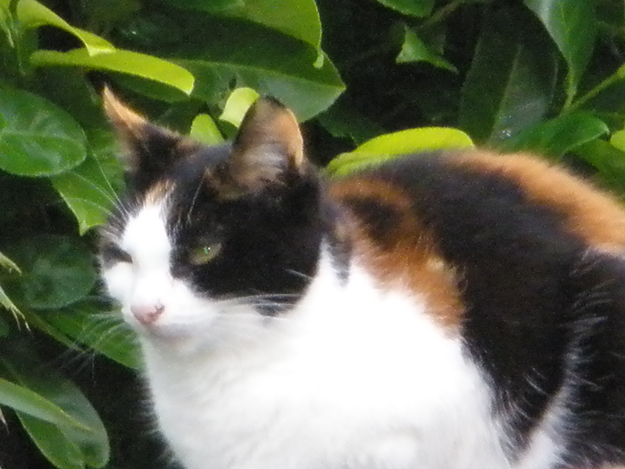 wat voor ras is mijn kat GoeieVraag