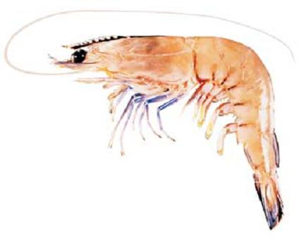 Plaatje bij antwoord