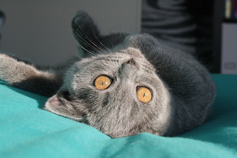 Waarom Eet Mijn Kat Haar Eigen Haarplukjes Goeievraag