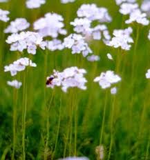 Plaatje bij antwoord