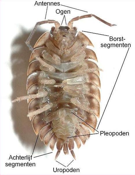 Plaatje bij antwoord