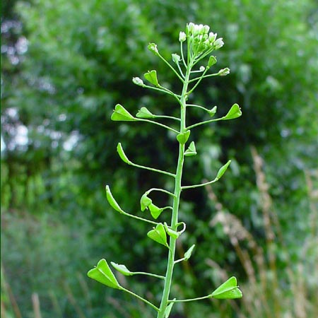 Plaatje bij antwoord