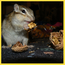 Plaatje bij antwoord