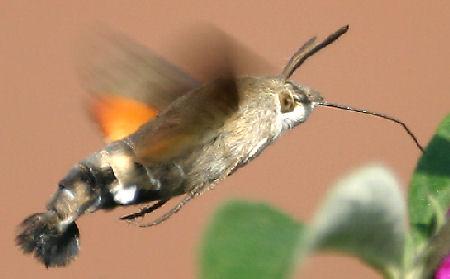 Plaatje bij antwoord