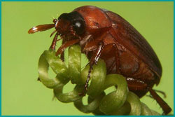 Plaatje bij antwoord