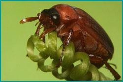 Plaatje bij antwoord