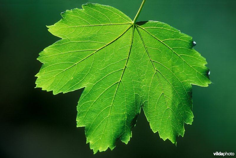 Plaatje bij antwoord