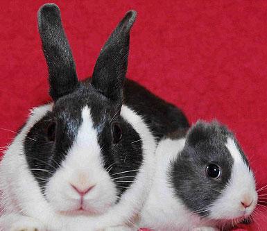 Plaatje bij antwoord