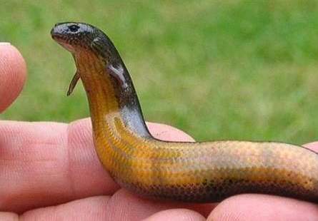 Plaatje bij antwoord