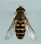 Plaatje bij antwoord