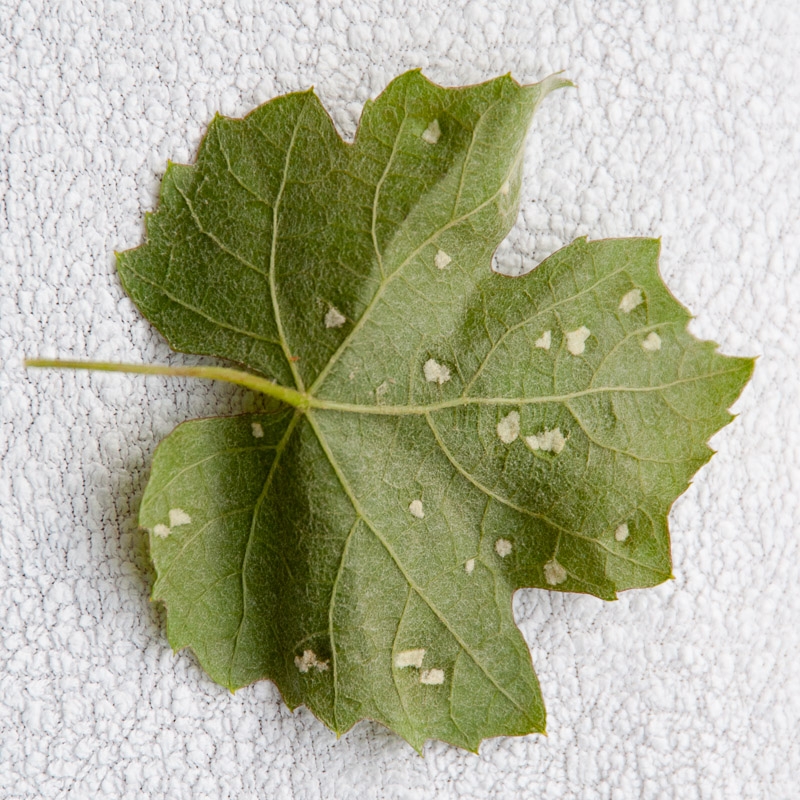 Picture for question