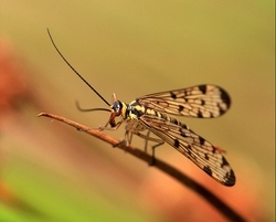 Plaatje bij antwoord