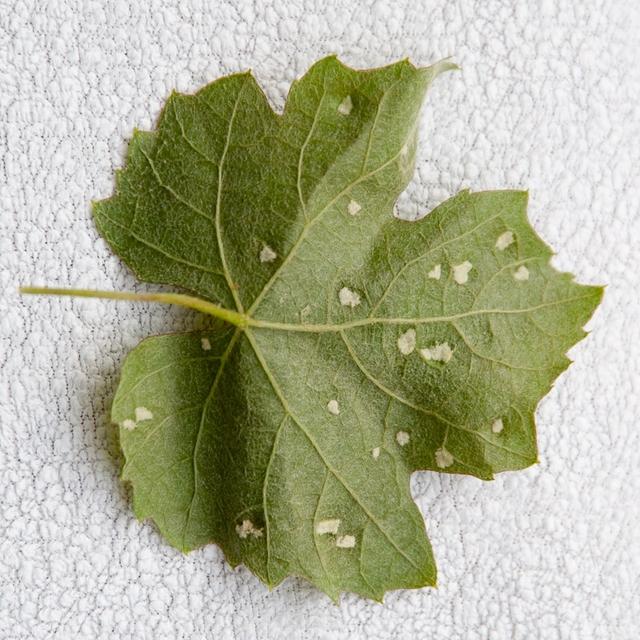 Picture for question